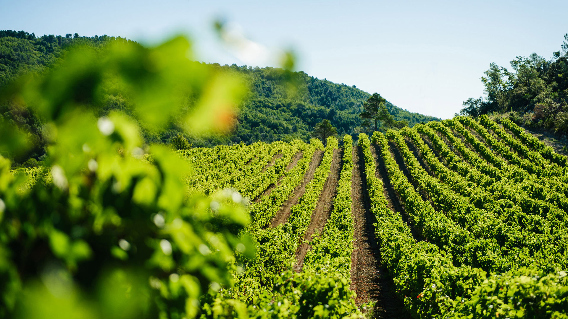 chateaudelagarde-vignes-2